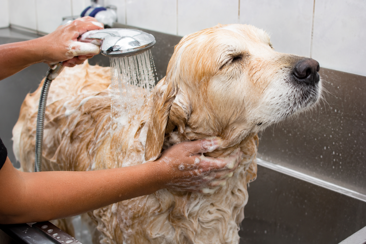 DOG WASH SHOP